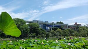 まちづくりゼミ（大賀ハスまつり）